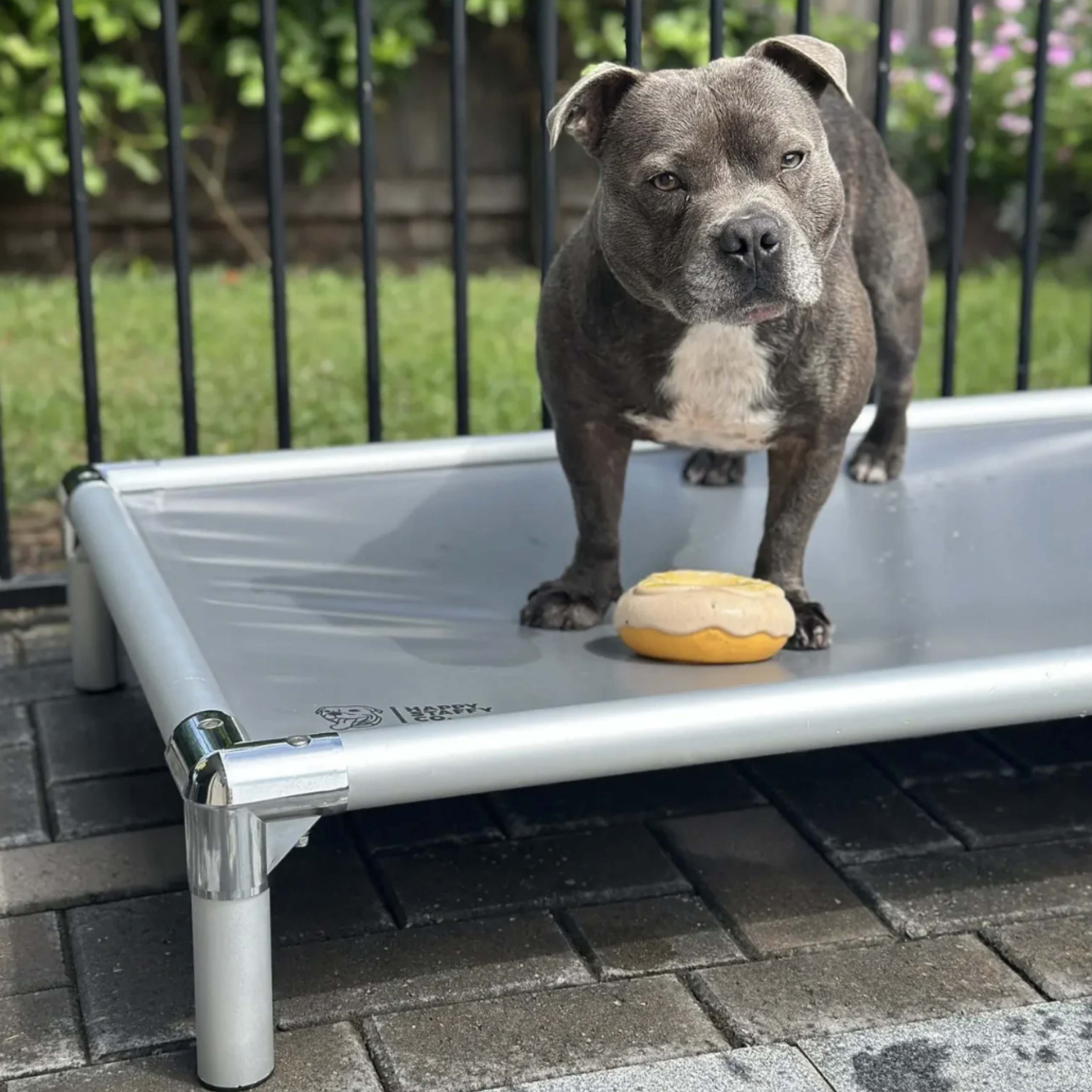 Do Dogs Sleep Better with Raised Beds? Benefits, Drawbacks, and How to Choose the Best One