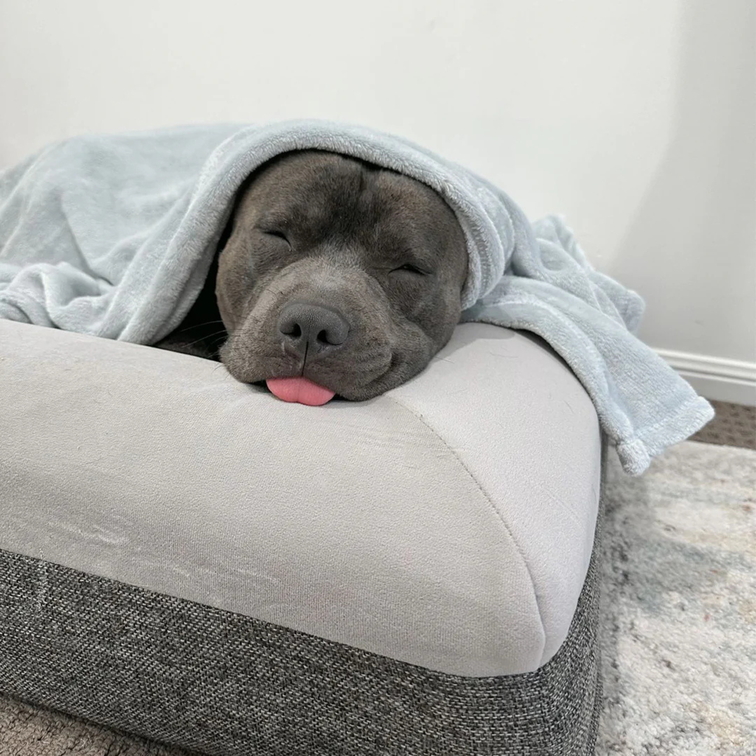 How to Stop a Dog from Chewing His Bed: Easy Expert Tips