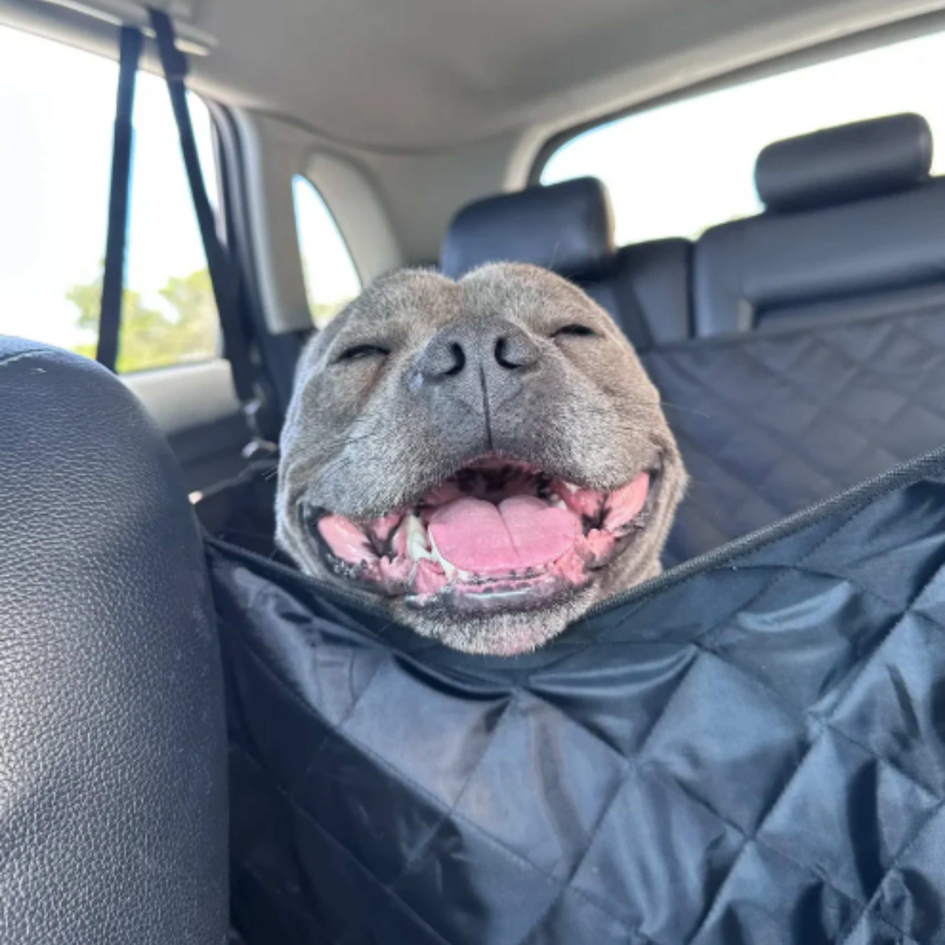 Car Seat Protectors for Dogs