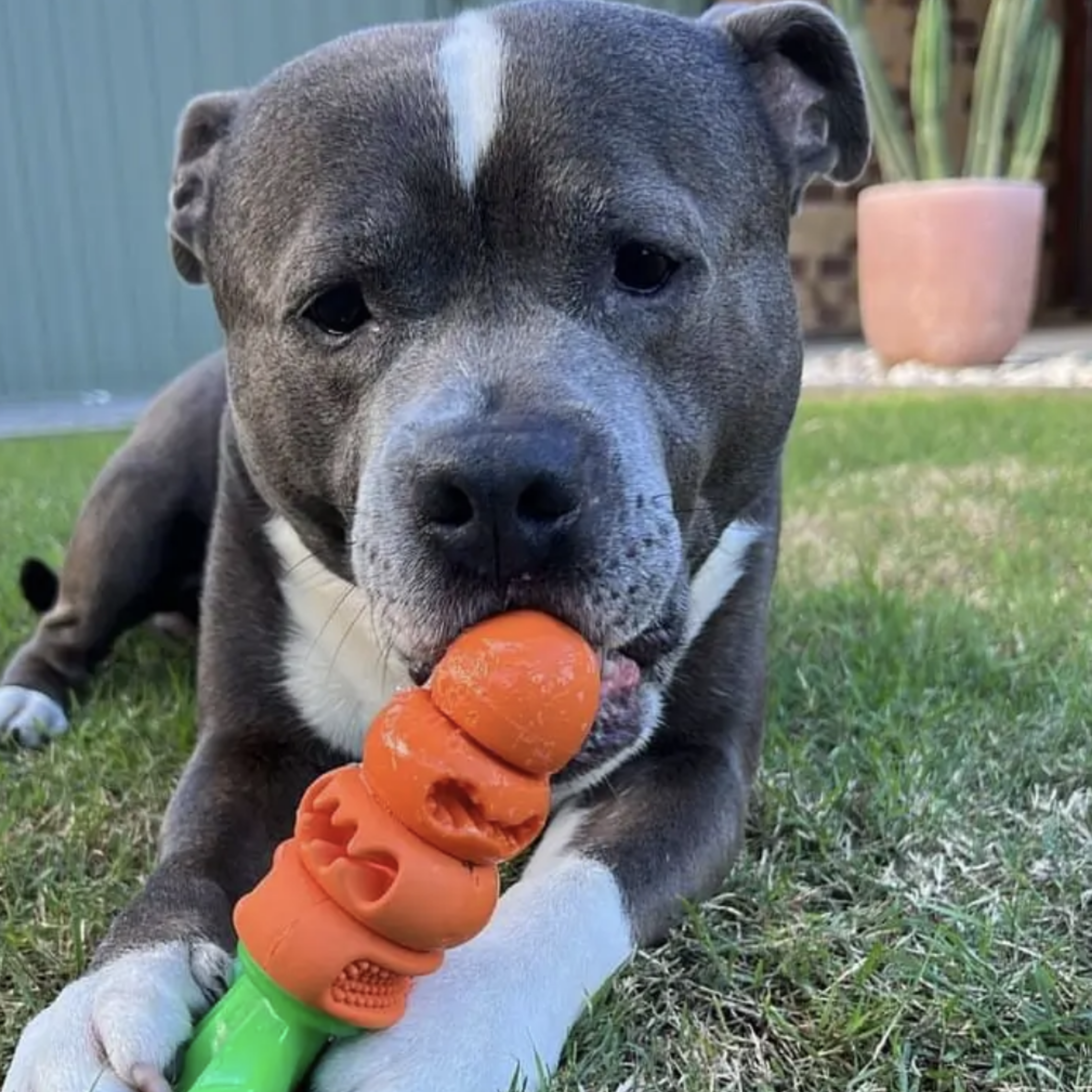 PowerFlex™ Durable Toys