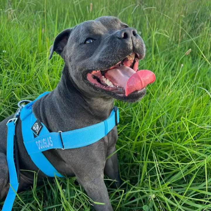 Walkies Starter Pack photo 7