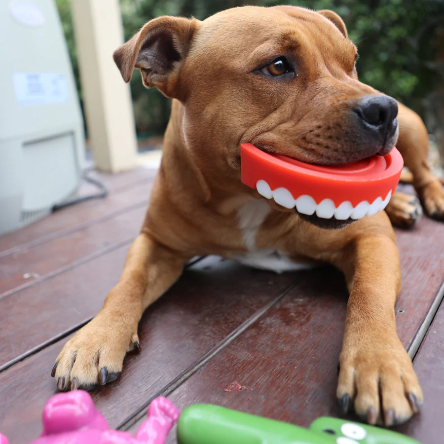 Chatter Chompers photo 4