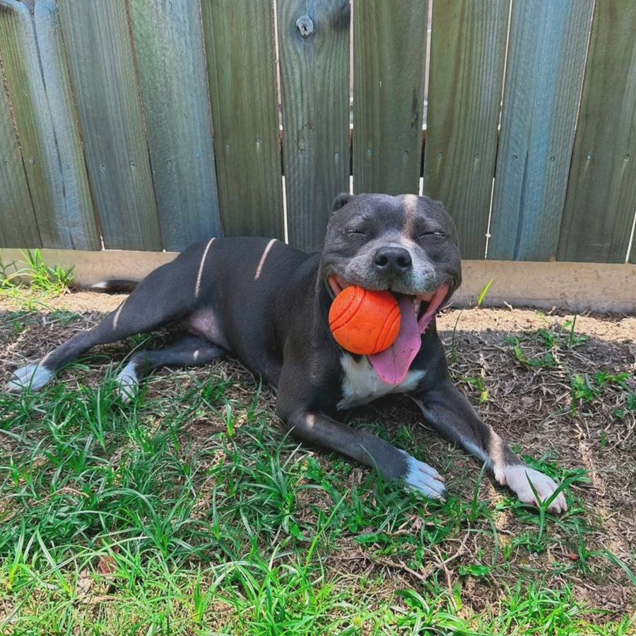 Happy Staffy Duraball photo 10