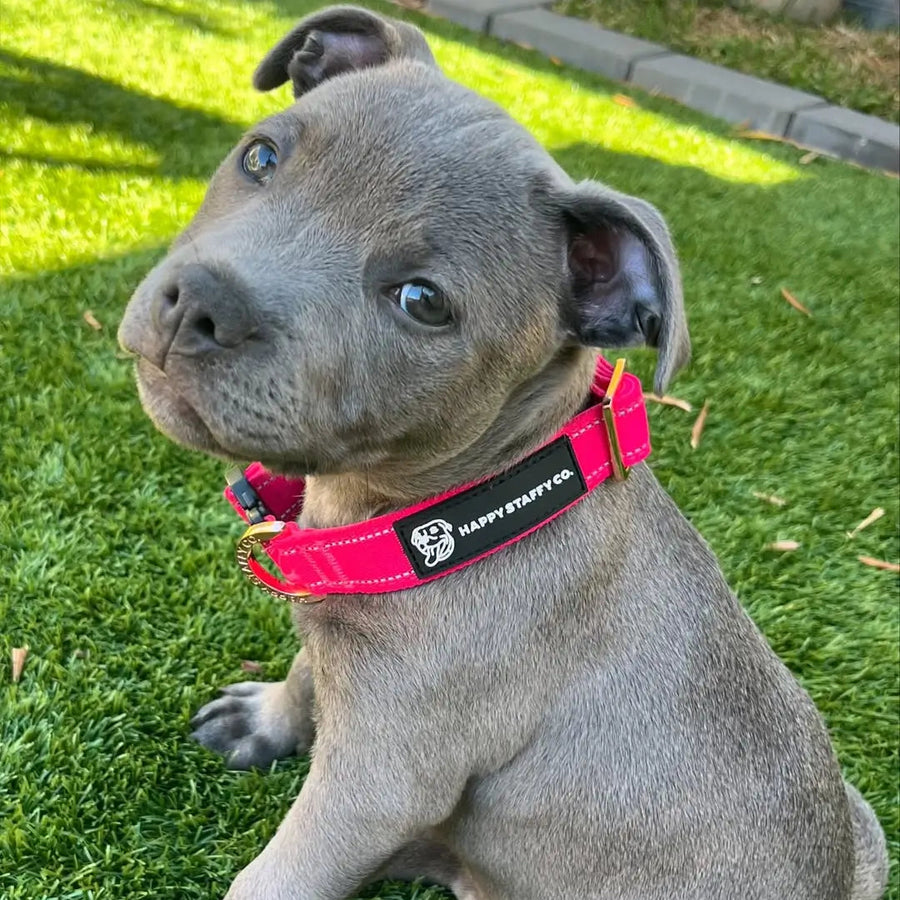 Durable Staffy Collar photo 5
