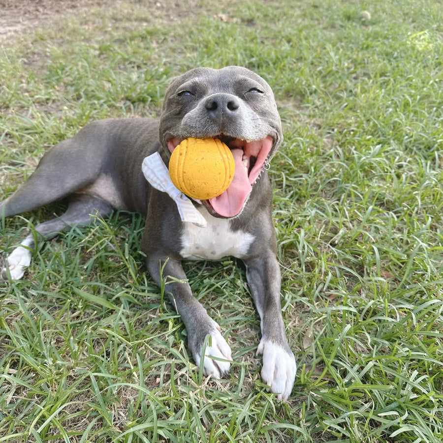 Happy Staffy Duraball photo 9