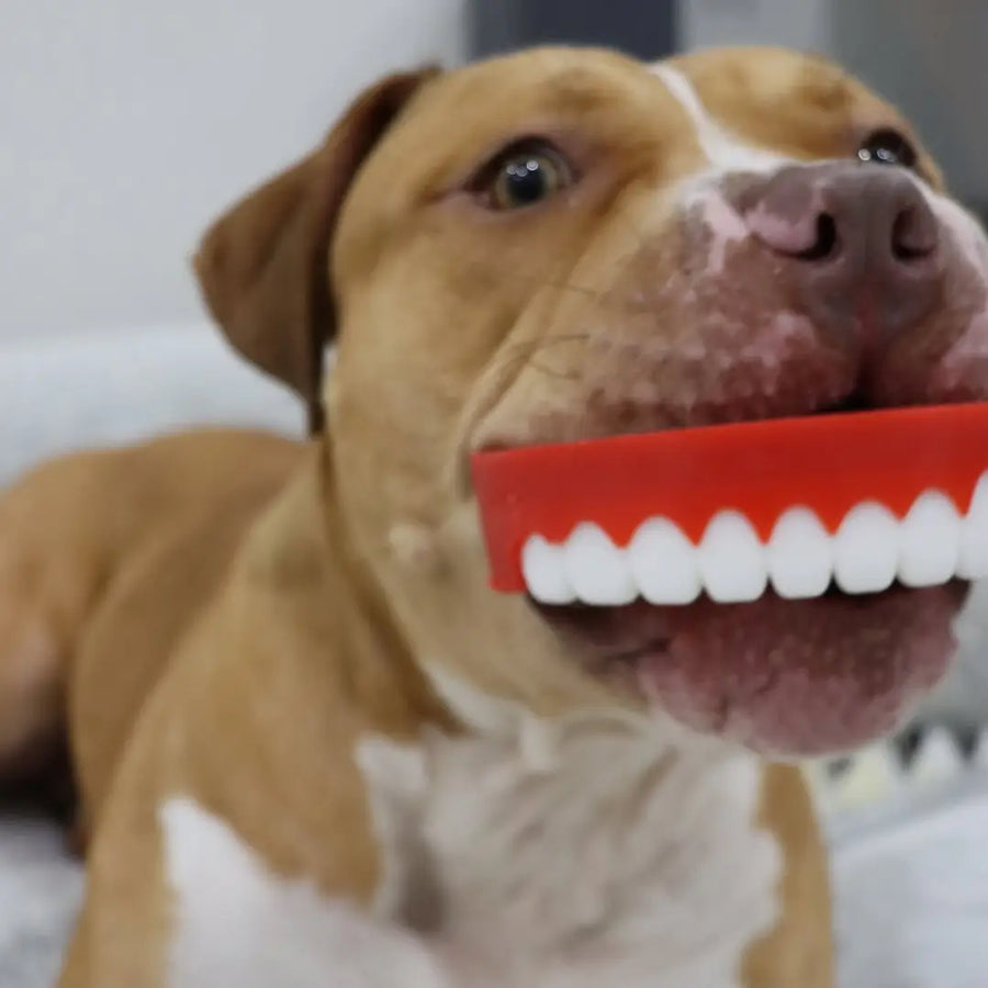 Chatter Chompers photo 6