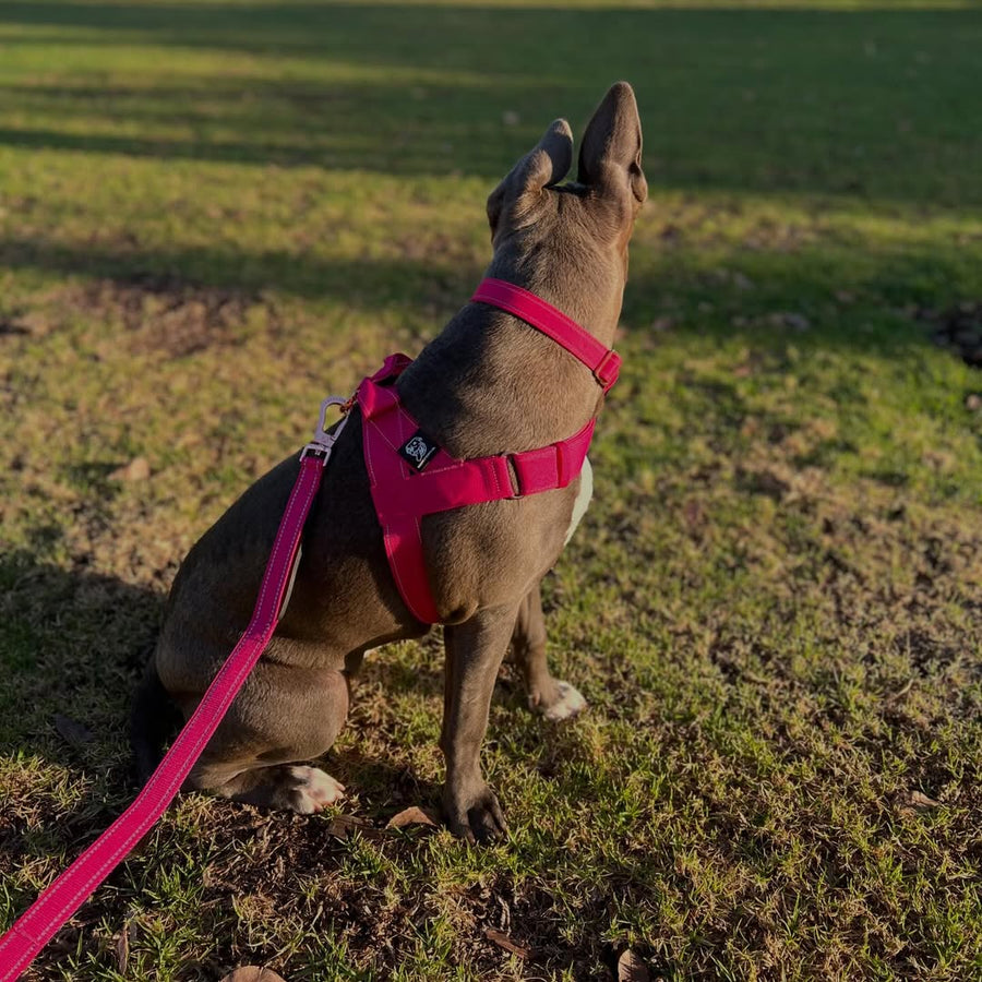 Durable Dog Harness photo 4