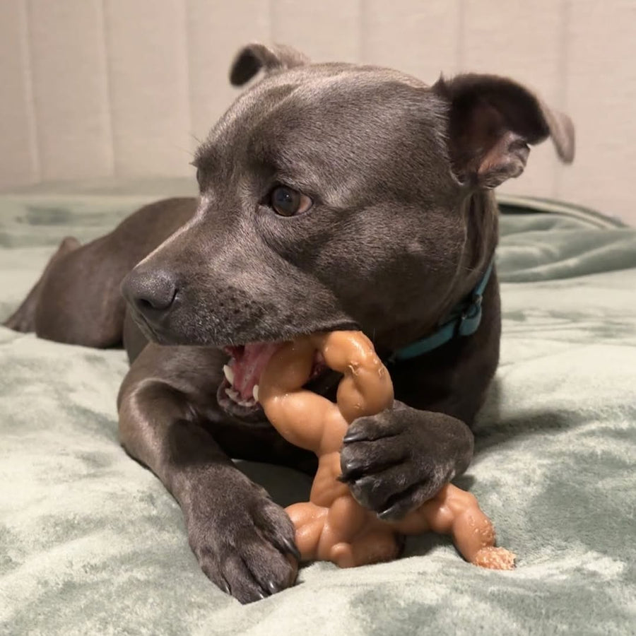 Staffy Schwarzenegger photo 7