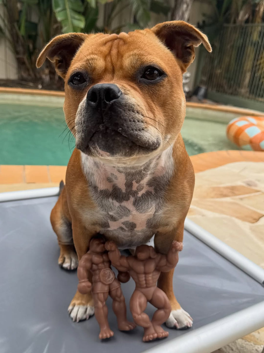 Staffy Schwarzenegger photo 5