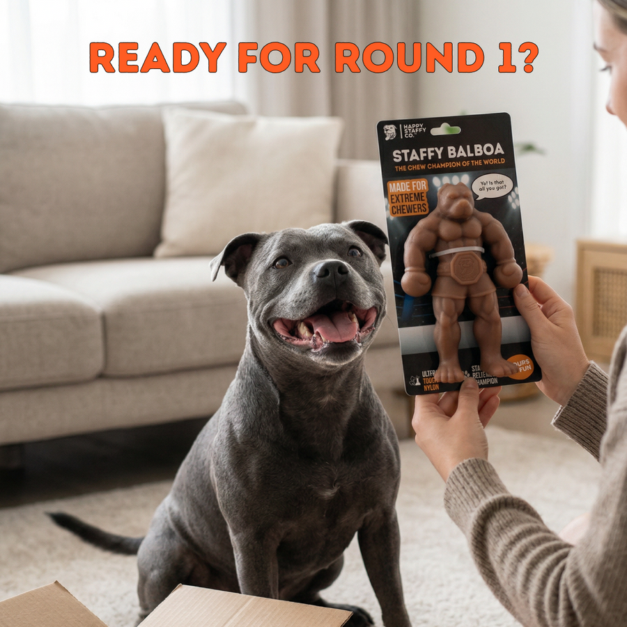 Staffy Balboa photo 8