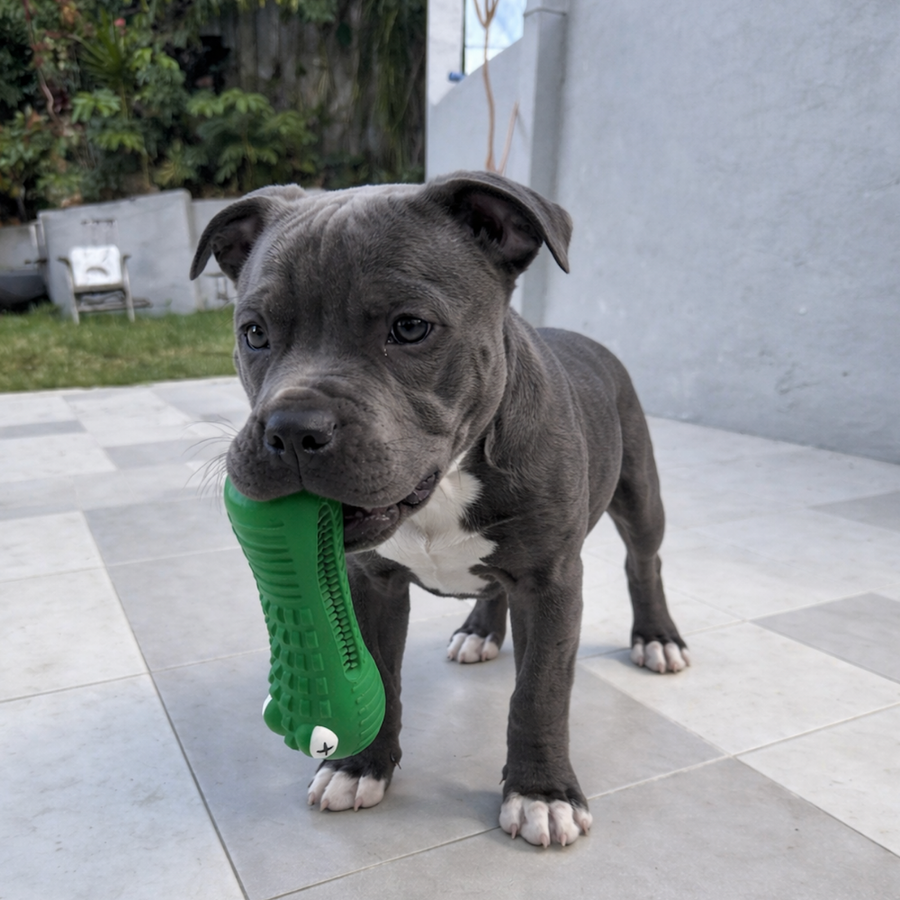 Crocodile Dental Chew photo 2