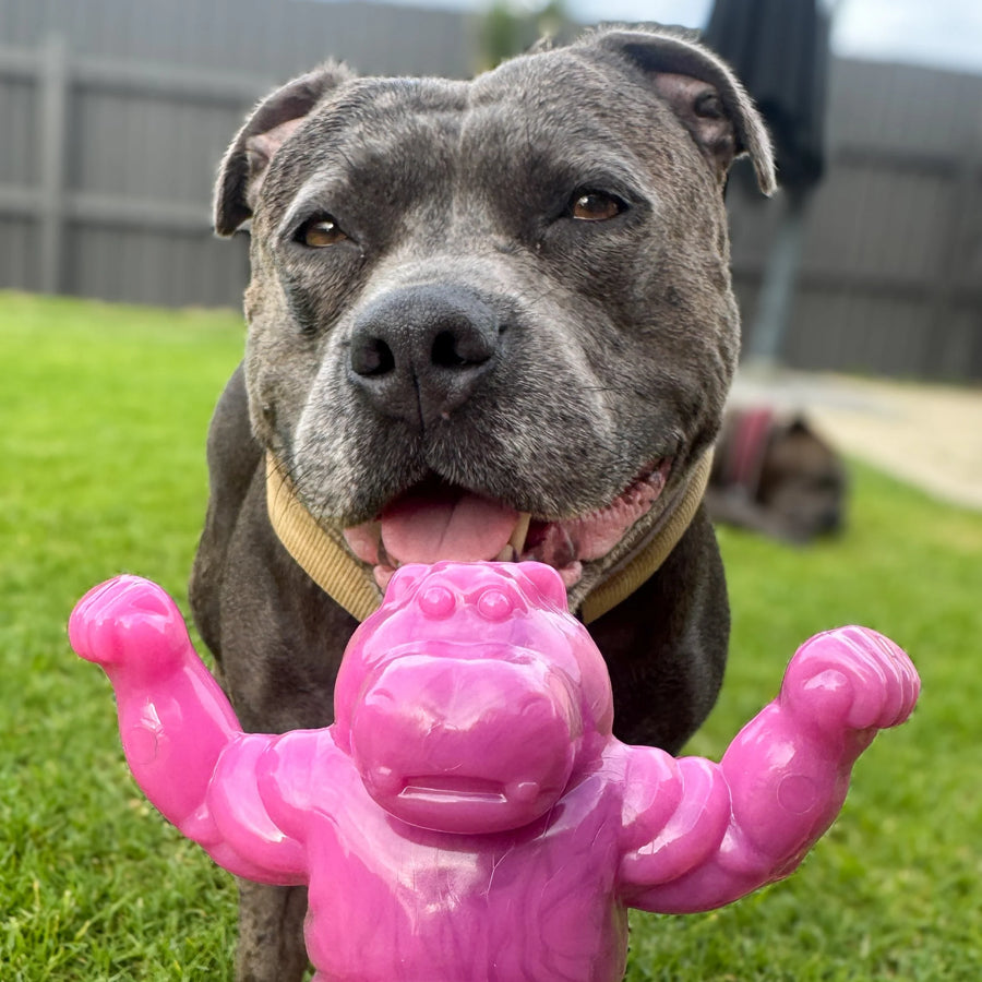 Chomp-o-potamus photo 2