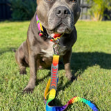 Anti Shock Bungee Leash