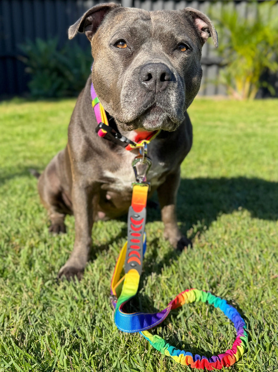 Anti Shock Bungee Leash photo 4