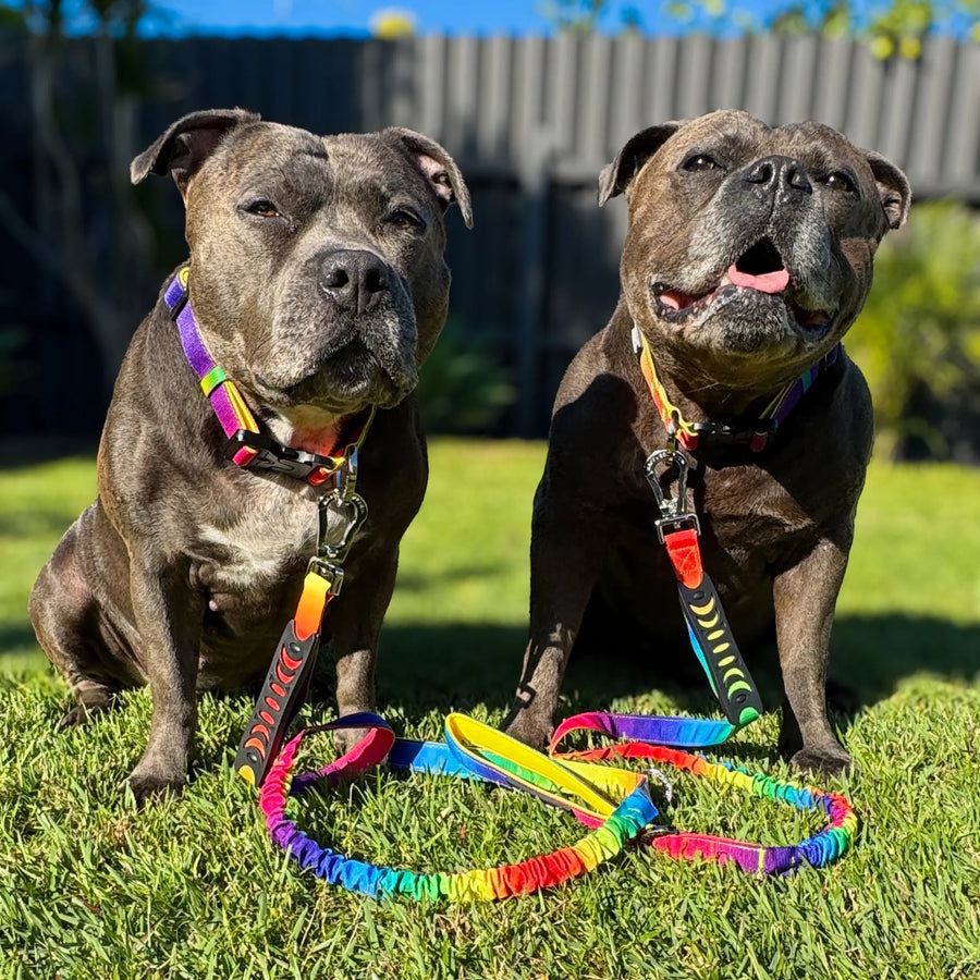 Anti Shock Bungee Leash photo 2