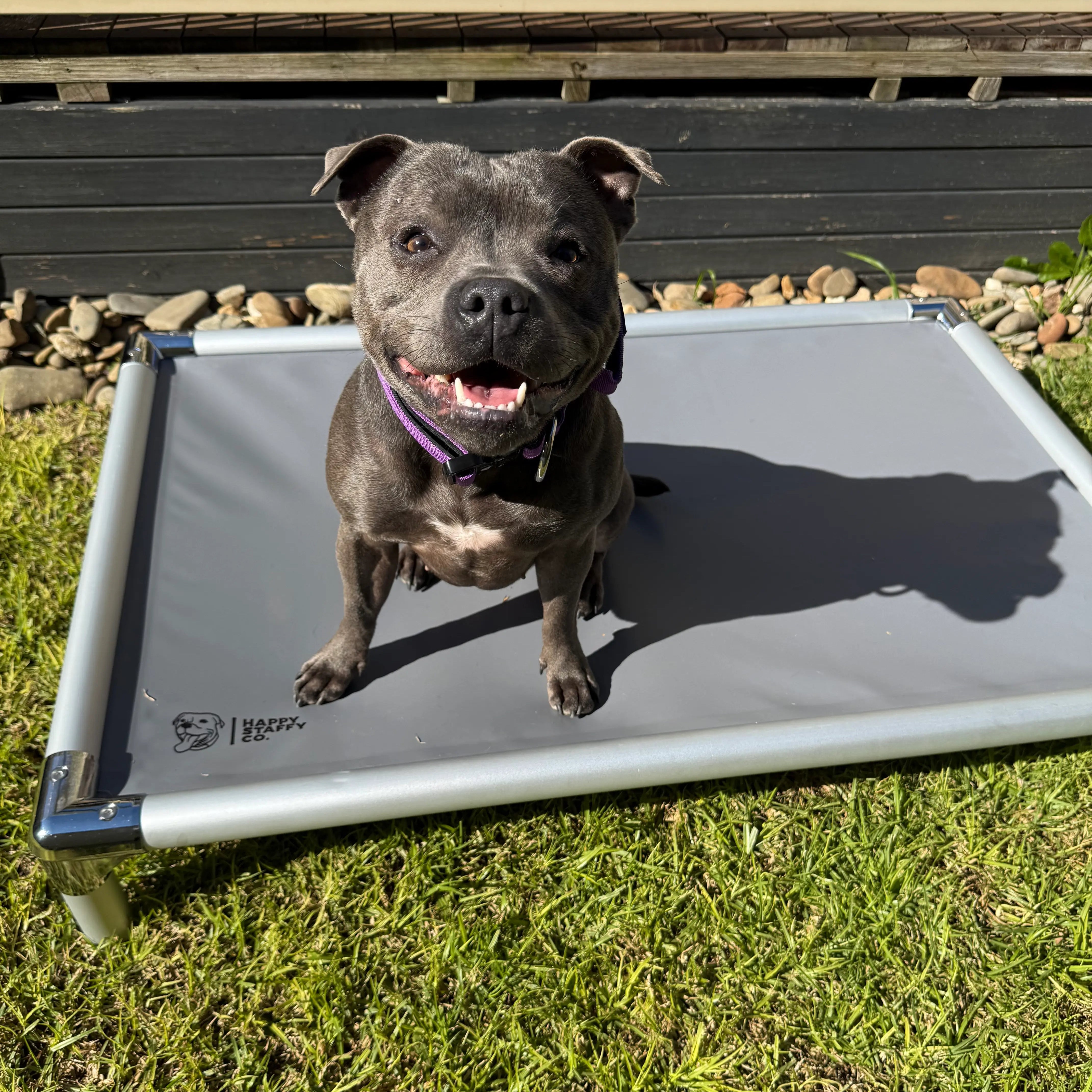 Nylan the blue staffy on chew proof bed