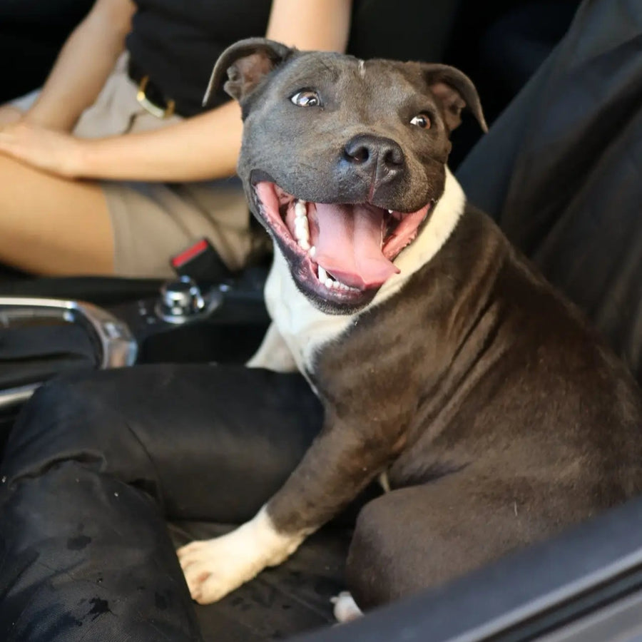 Single Car Seat Protector photo 6