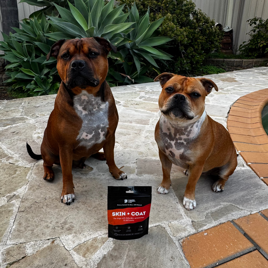 Skin & Coat Dog Supplement photo 7