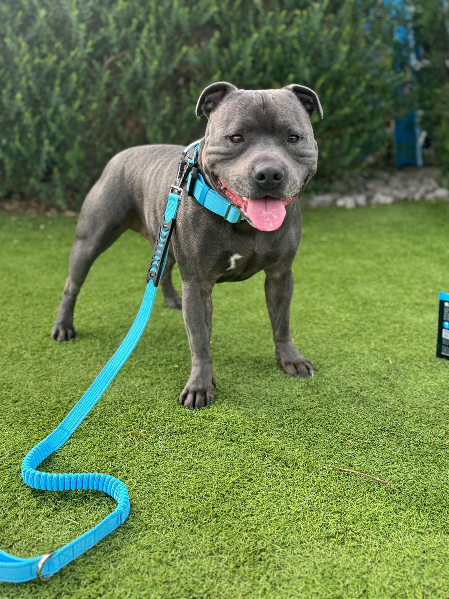 Anti Shock Bungee Leash photo 5