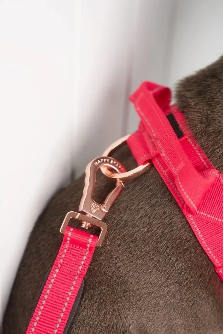 Anti Shock Bungee Leash photo 6