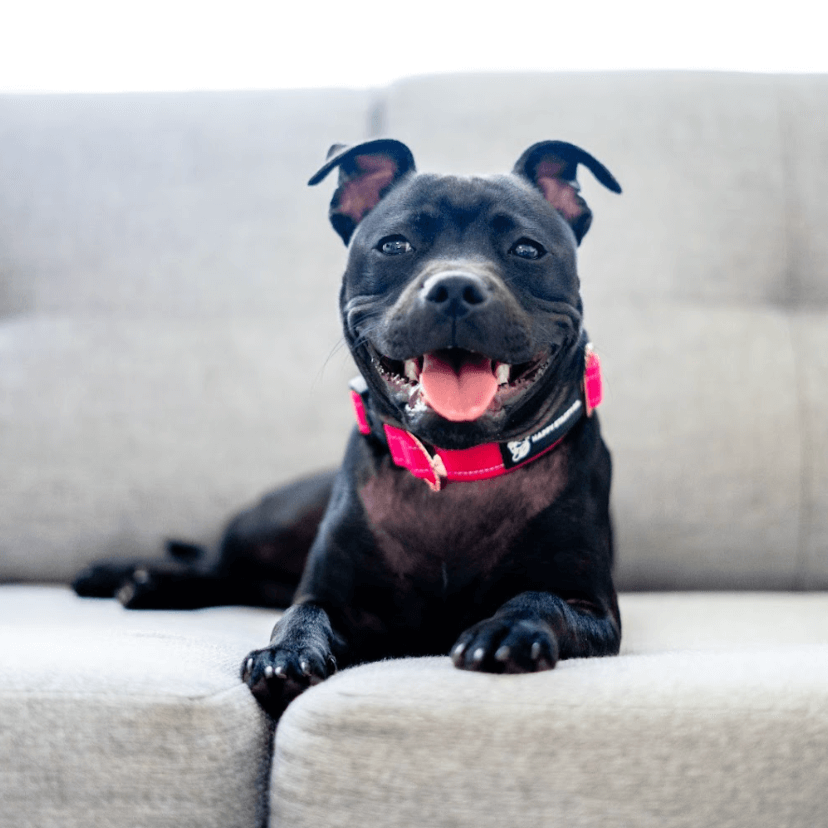 Durable Staffy Collar photo 3
