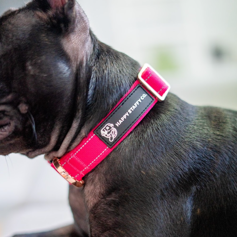 Durable Staffy Collar photo 4