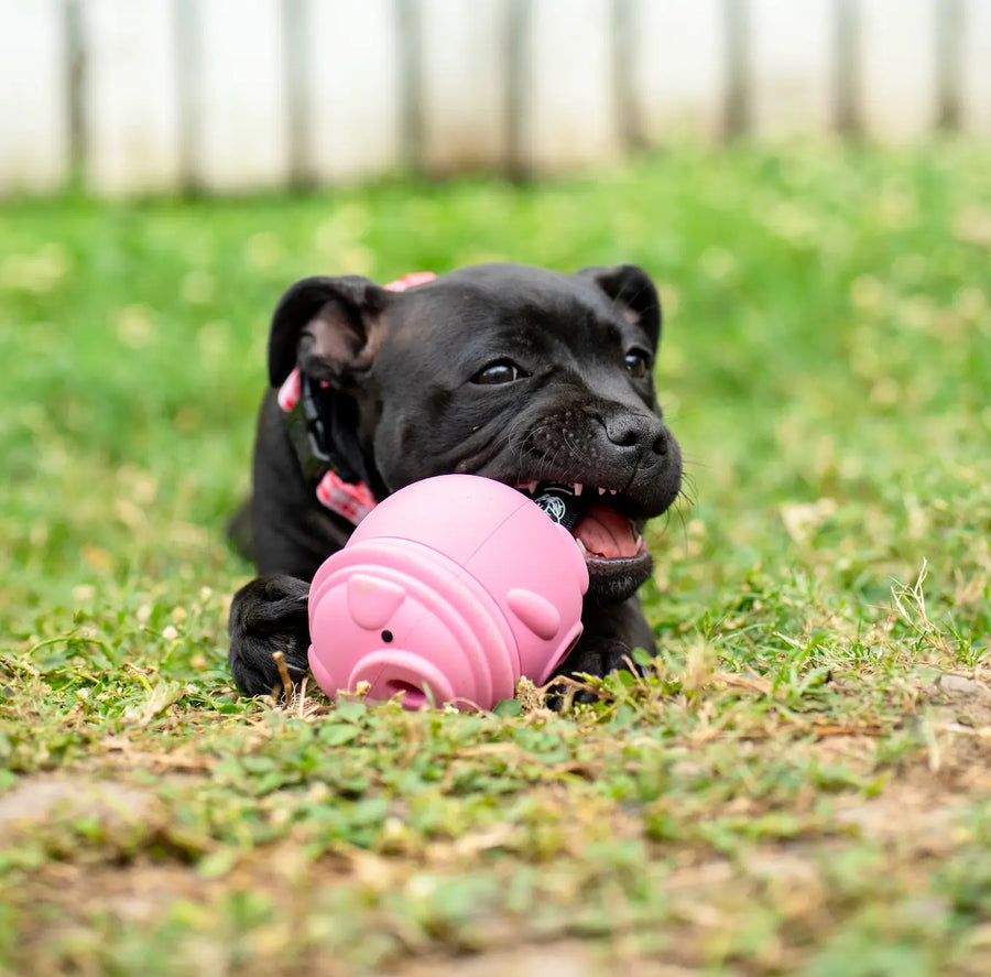 Poppy Pig Treat Dispenser photo 4