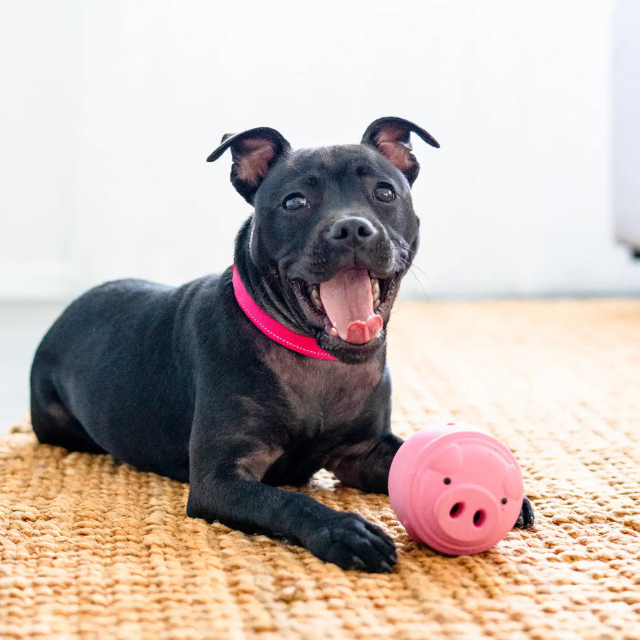 Poppy Pig Treat Dispenser photo 2