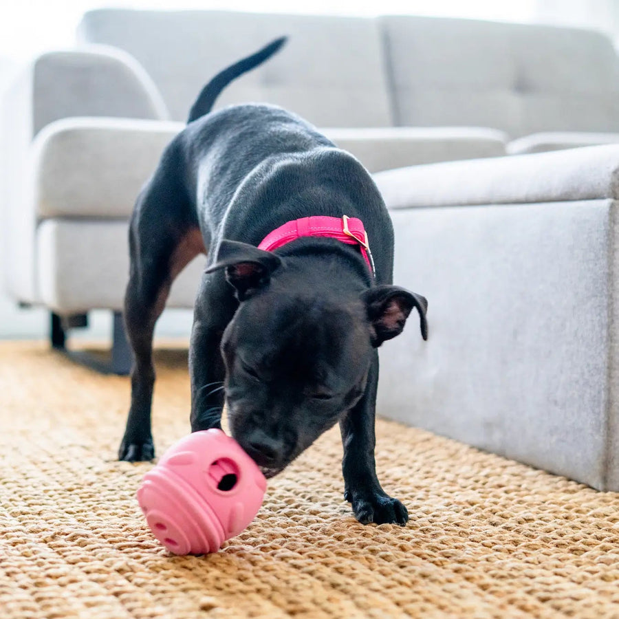 Poppy Pig Treat Dispenser photo 5