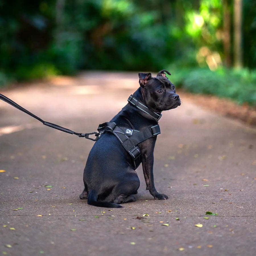 Durable Dog Harness photo 5