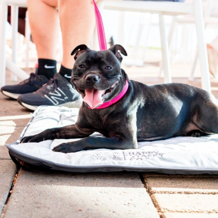 Chew-Proof Bed & Cover Bundle photo 5