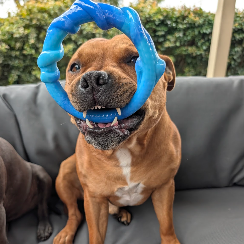 Chewzilla® Aussie Outback Collection photo 10