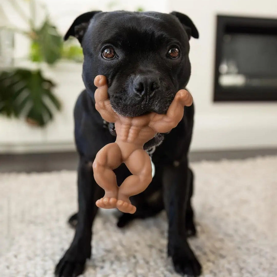 Staffy Schwarzenegger photo 2