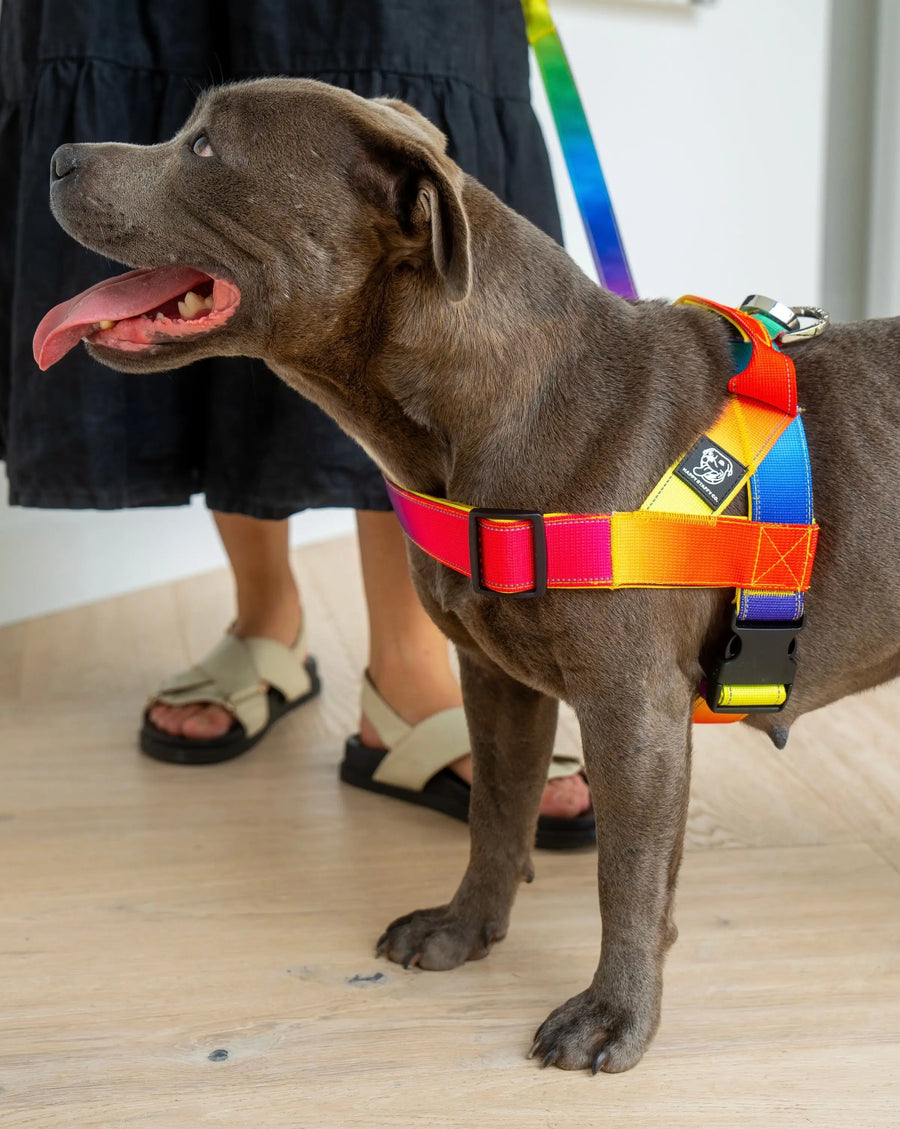 Durable Dog Harness photo 7