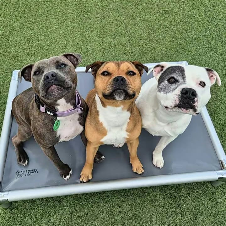Chew-Proof Outdoor Dog Bed photo 3