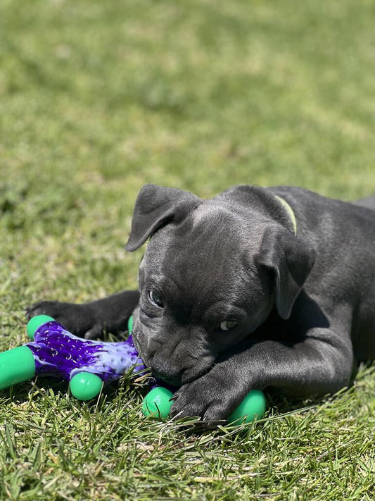 How To Never Replace Another Dog Toy Again