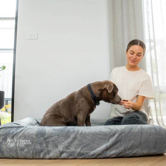 Is the Staffordshire Bull Terrier the Right Dog for Your Home?