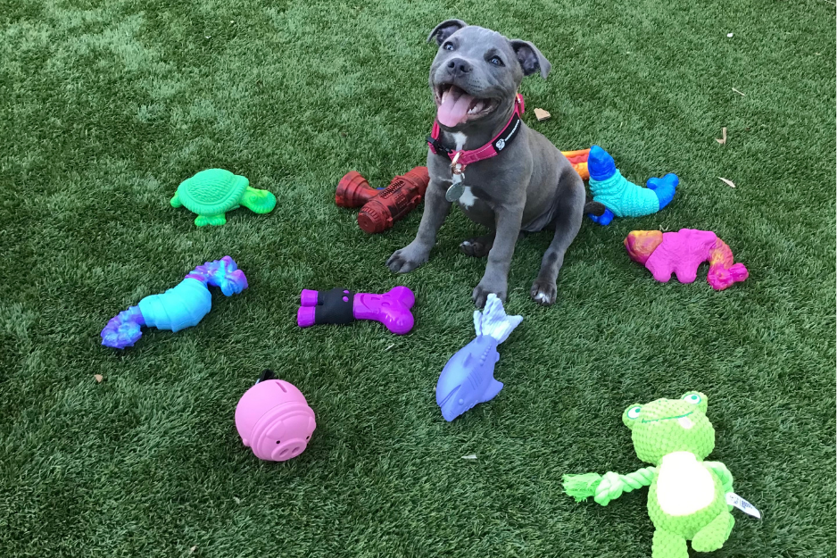 Best Toys for Dogs with Separation Anxiety: What Actually Works