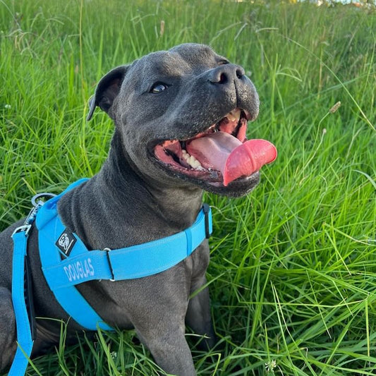 The Ultimate Guide to Raising a Happy and Healthy Staffy