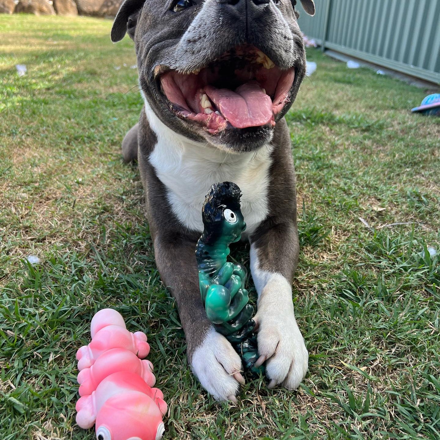 Why do dogs shake their toys?