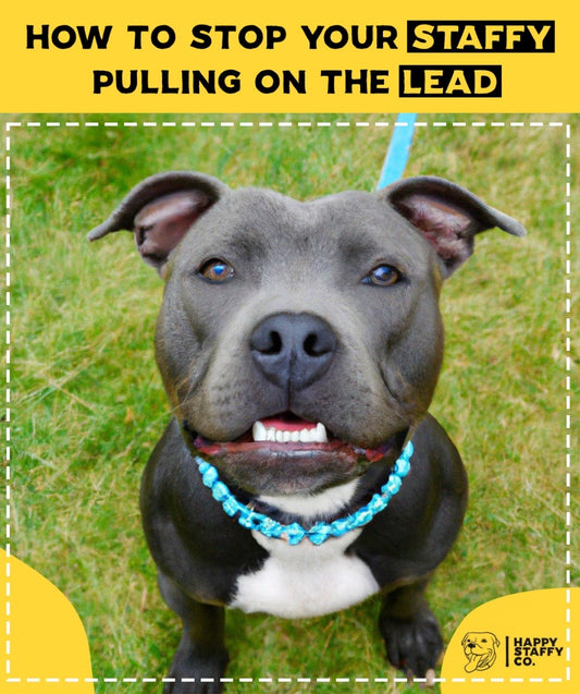 How To Stop Your Staffy Pulling On The Lead