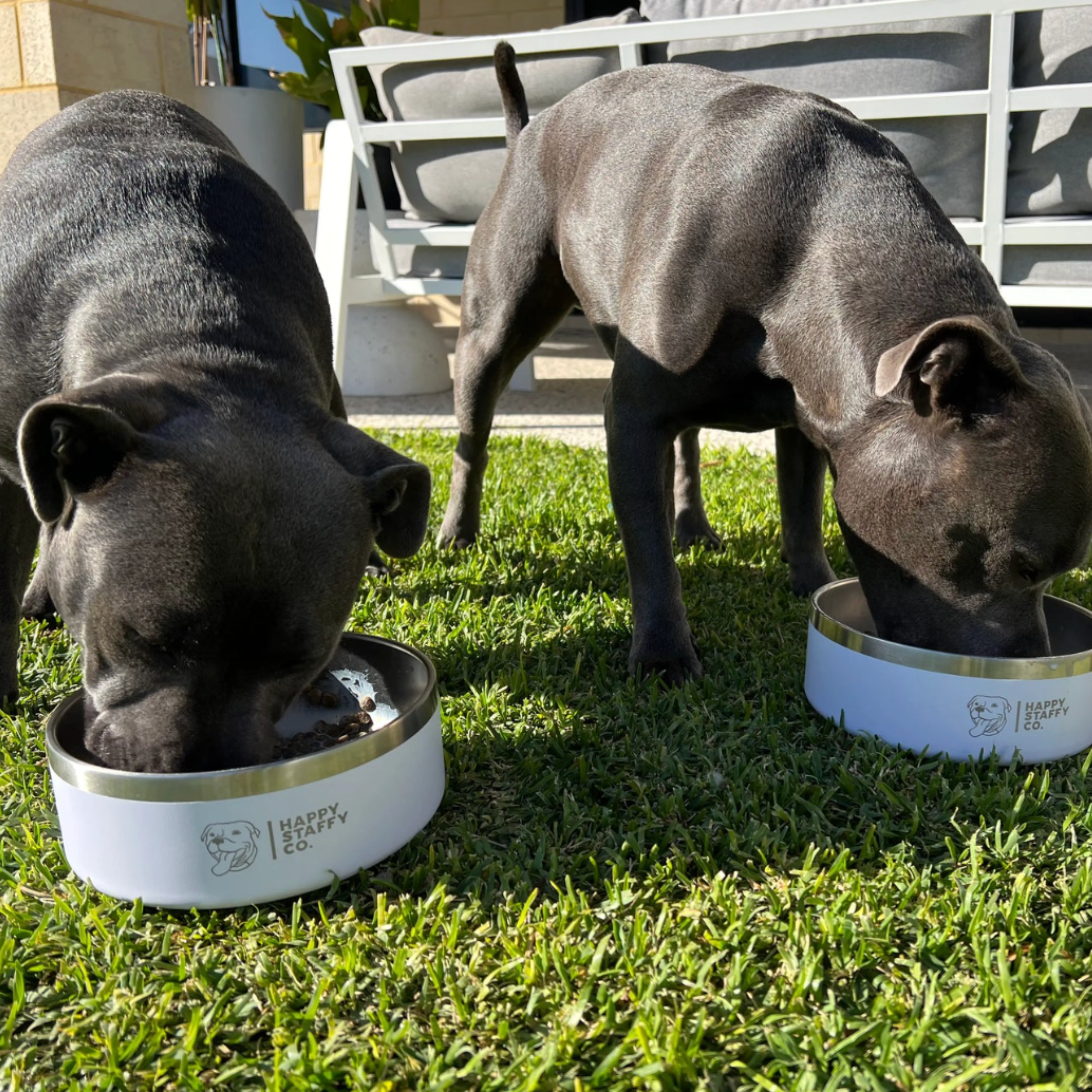 Best Diet for Staffordshire Bull Terriers: What Every Owner Should Know