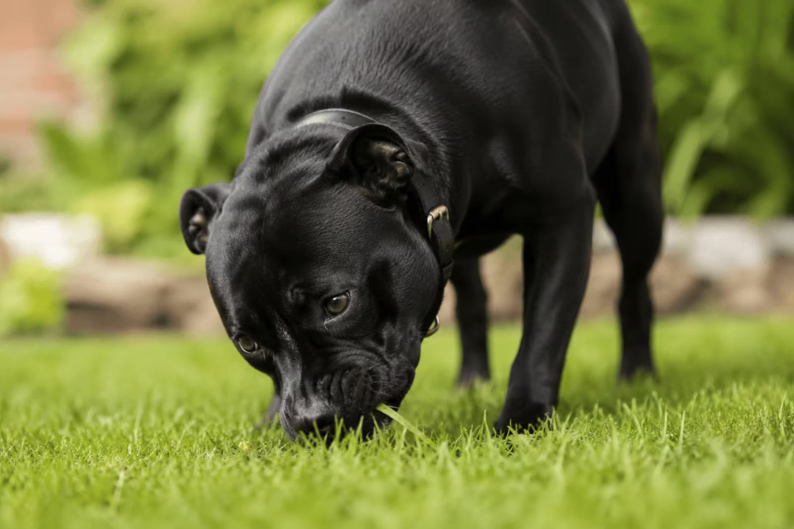 Why Does My Dog Eat Grass? Causes, Risks and When to Worry