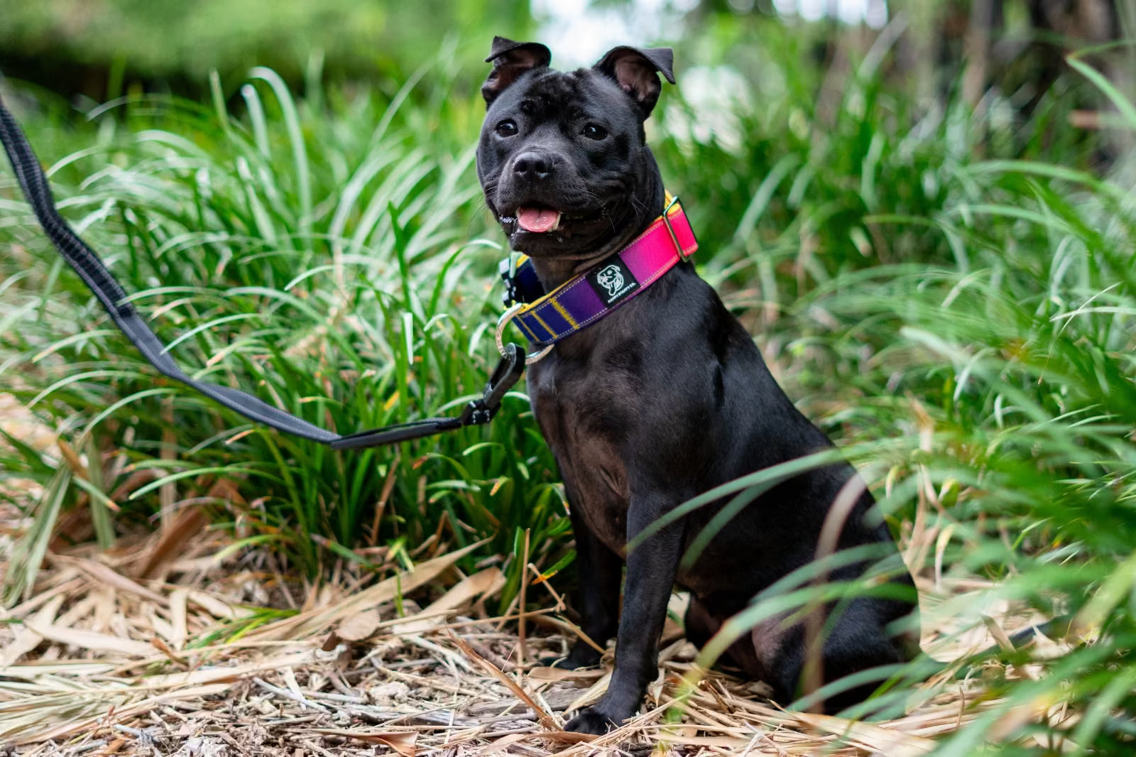 Black Staffy with a colourful collar sits on lead among tall green grass and leafy plants
