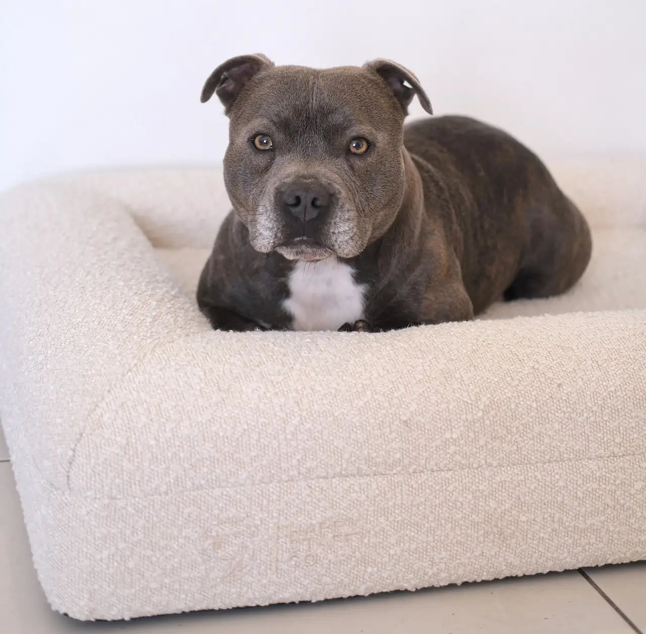 Crate Training 101: How to Make Crates Comfortable for Your Dog