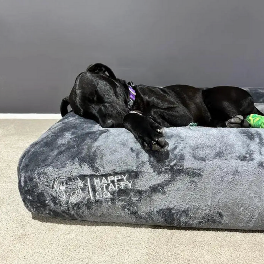 Dog Sleep Positions Explained: What They Say About Your Pet