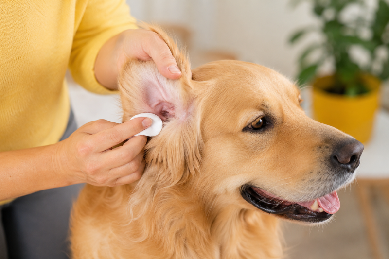 How to Clean Dog Ears Safely at Home: Step-by-Step Guide for Pet Owners