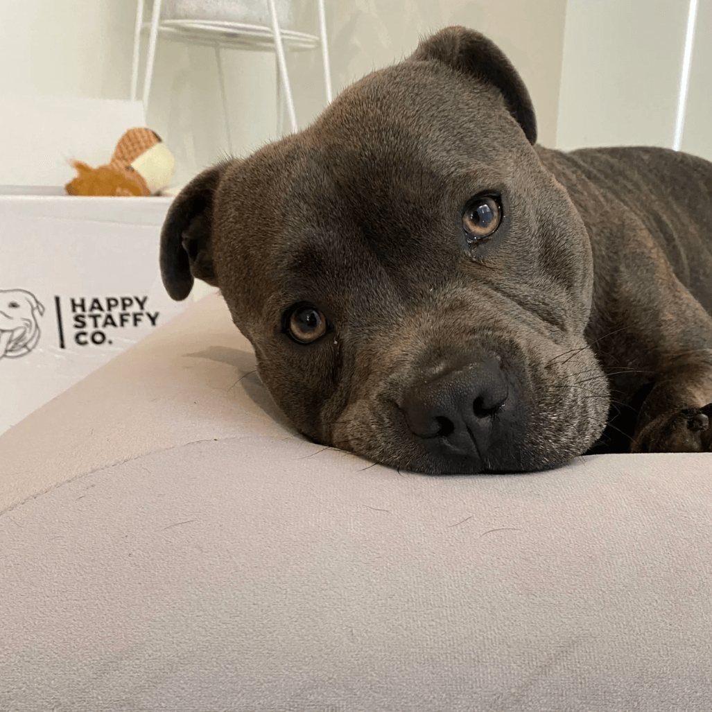 Gray Staffordshire Bull Terrier resting its head on a cushioned dog bed, looking calmly at the camera.