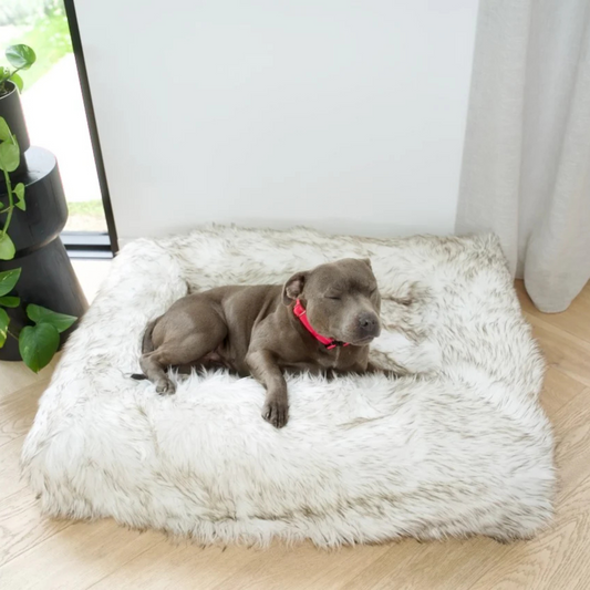 How to Stop a Dog from Chewing His Bed