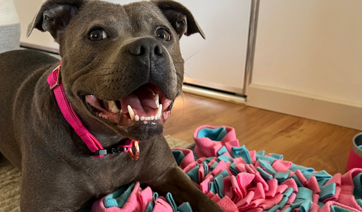 12 Incredible Benefits of Using a Snuffle Mat for Your Dog